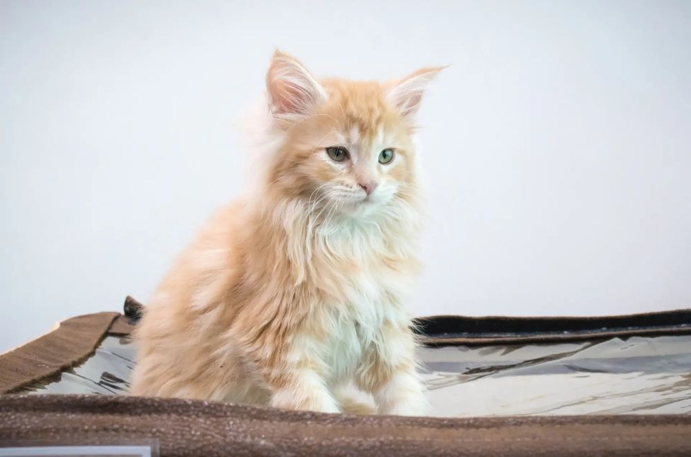 Мэйн кун котята 2 мес продам