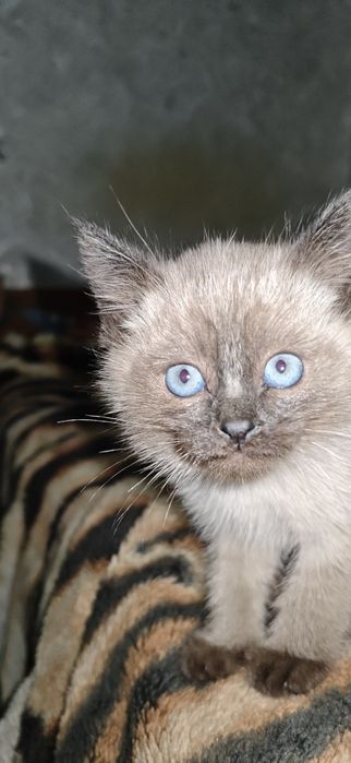 Отдам в хорошие руки