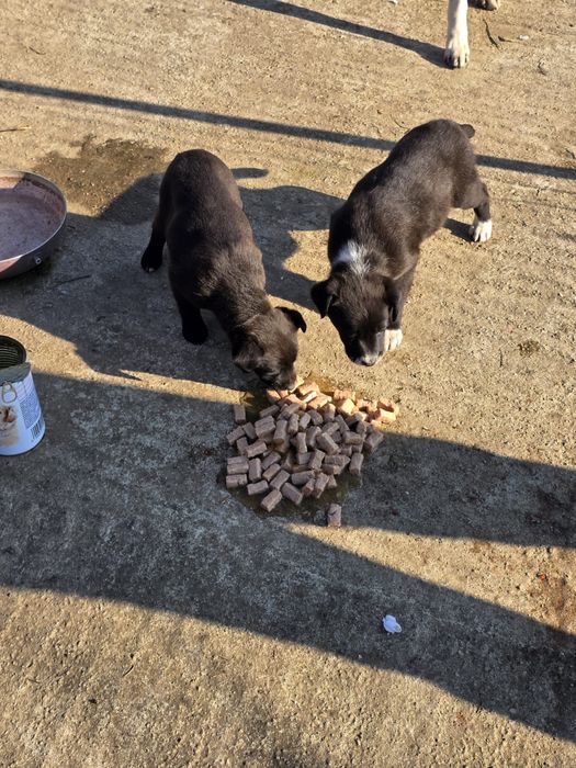 Donez pui rasa comuna metis