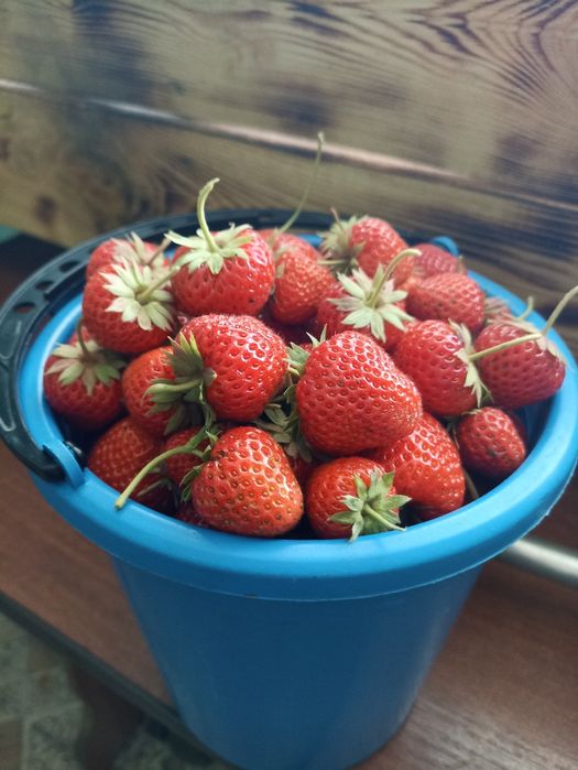 Продам дачную клубнику
