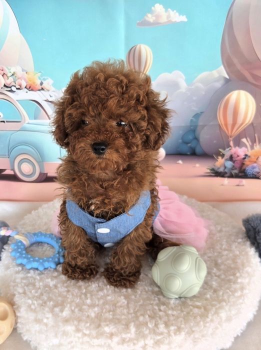 Пудел той Poodle toy с родословие
