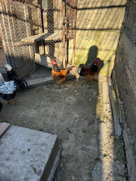 Vand sau schimb cocosi wyandote/Lakenvelder