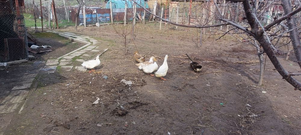 Патица. И. Патър