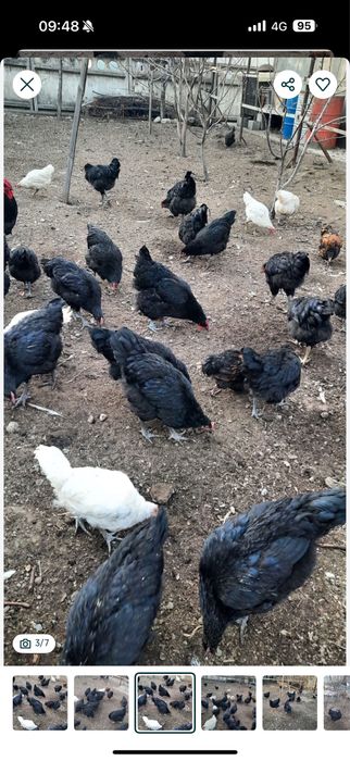 Джерсийский гигант