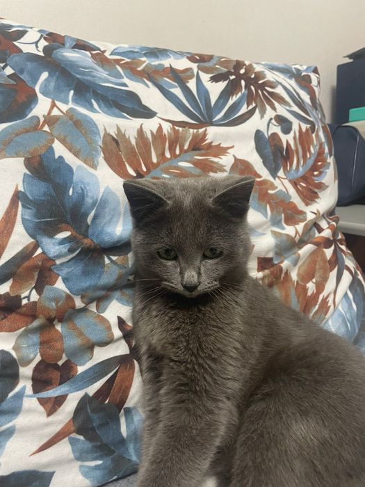 Кошечка в добрые руки