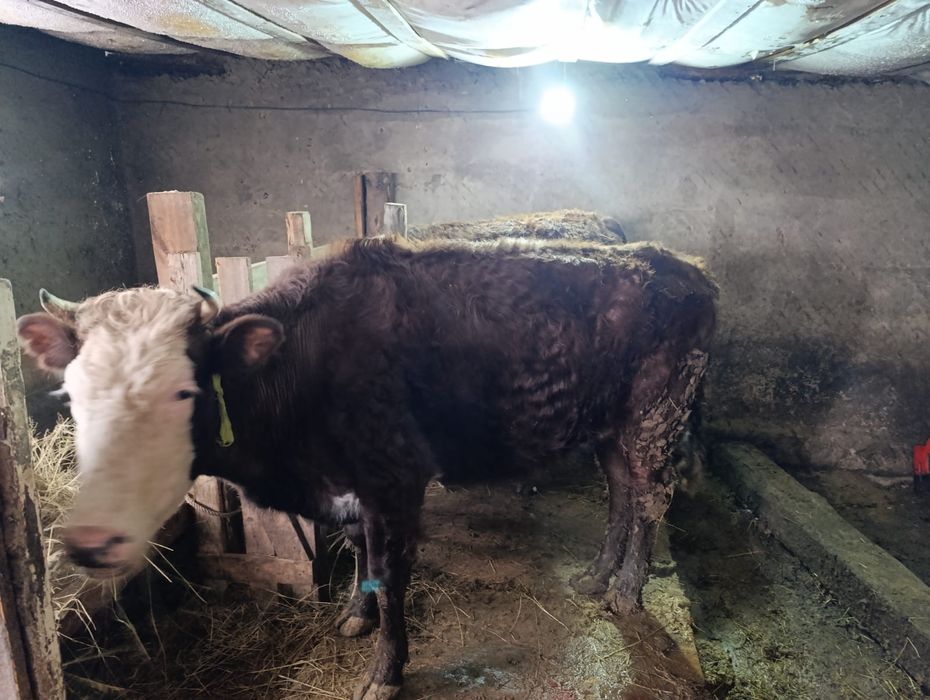 Продам корову !!