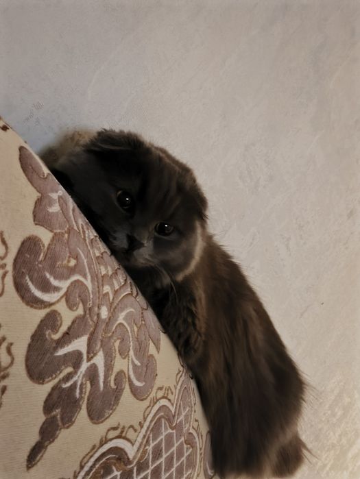 Шотландская кошка хайленд фолд
