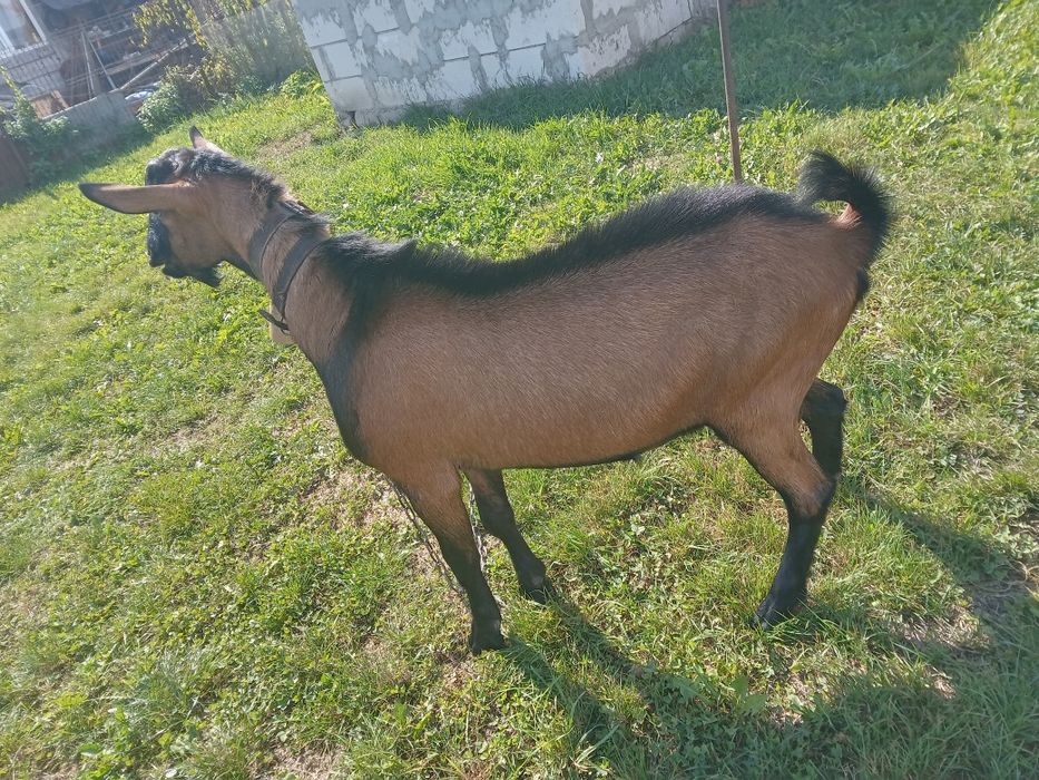 Vind urgent tapic de rasă alpine franceza