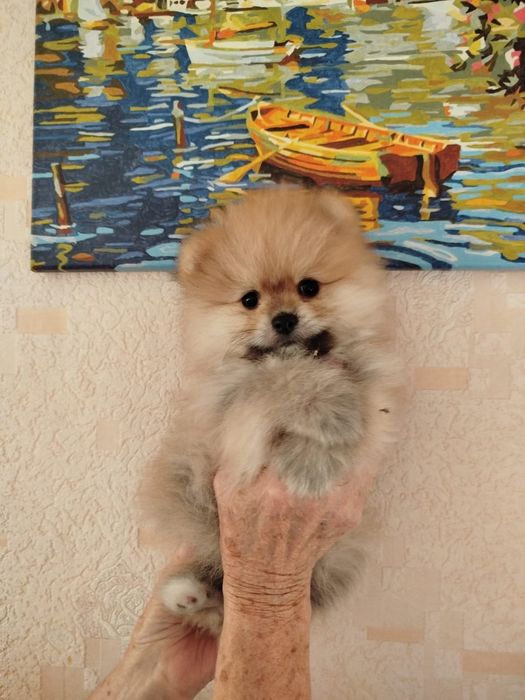 Мальчик малого шпица