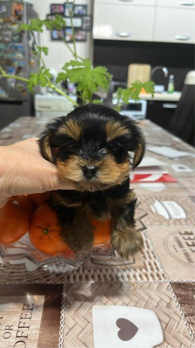 Йоркширски териер гр.Варна