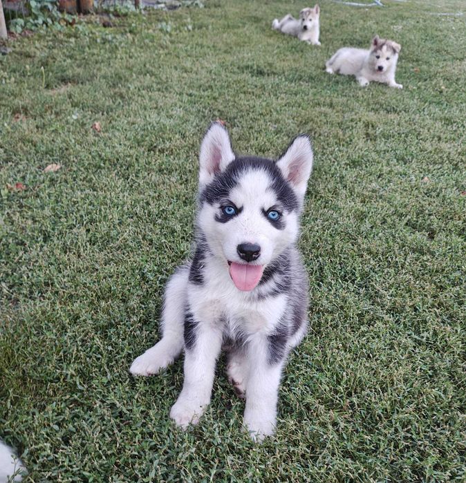 Cateii Husky Siberian
