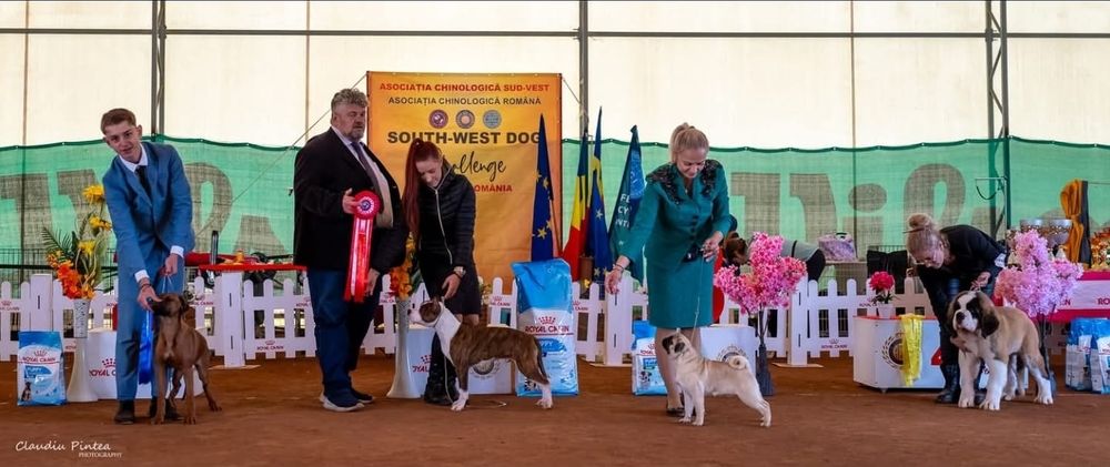 Femela Rhodesian ridgeback