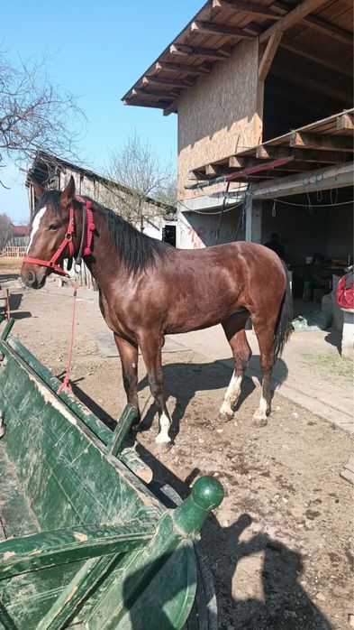 Iapa , Noatina - linie deosebita , viitor excelent .