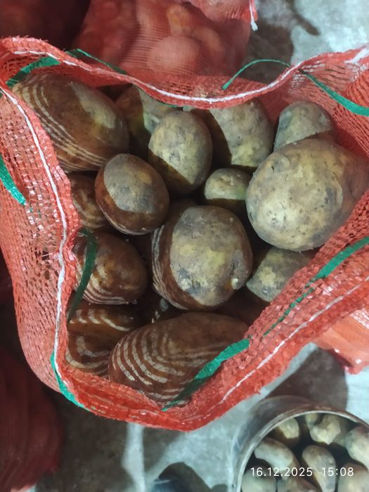 Картофель тендерный