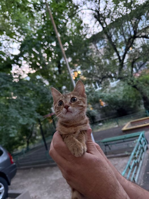 Котенок в добрые руки