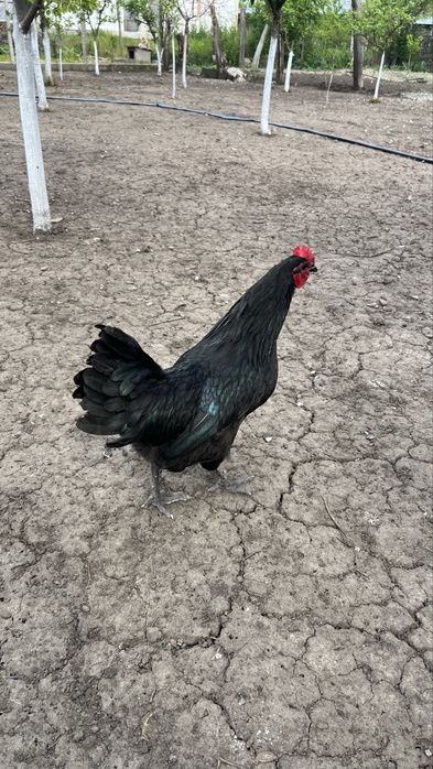 Cocoși Australorp Negru