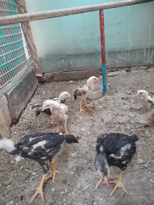 Жожалар сотилади