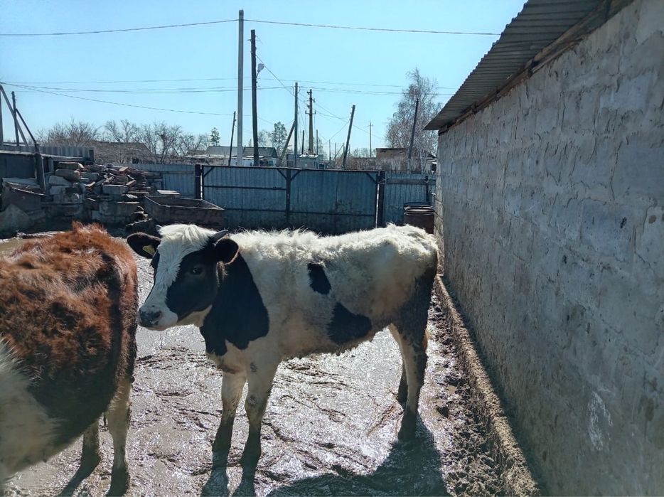 Продам телку годовалую