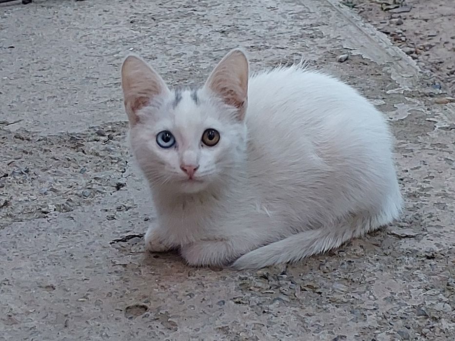 отдам в Хорошие руки