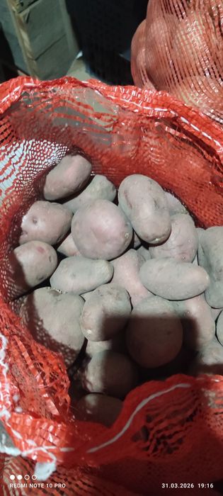 Картофель домашний