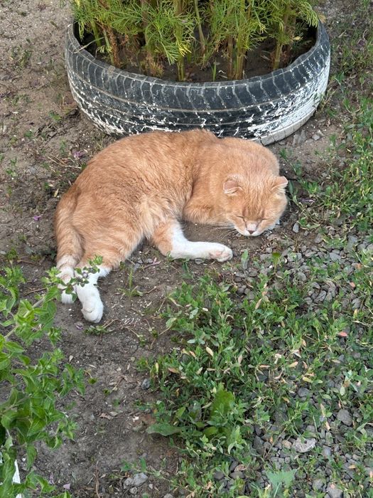 Кошка домашний, спокойный