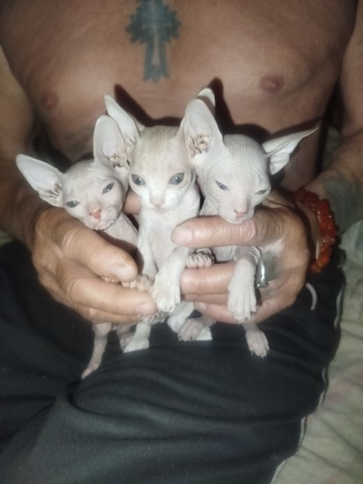 Продаю котят пародистых сфинксов