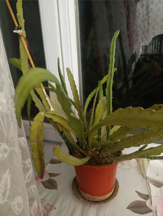 Сансевьера и разновидность кактуса