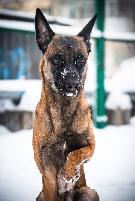 Бельгийская овчарка малинуа