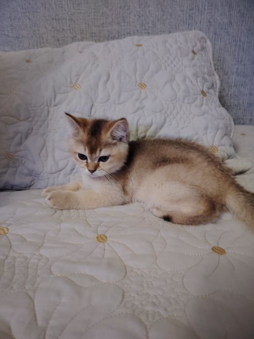 Котята британской шиншиллы
