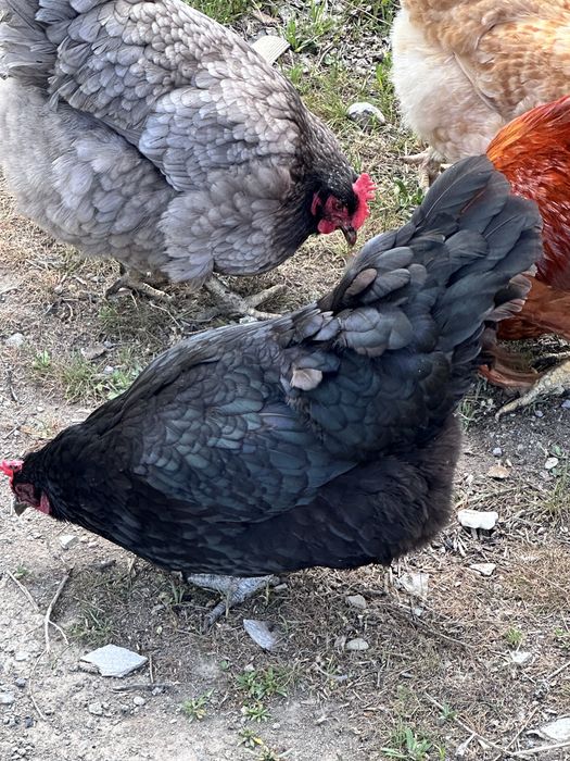 продам жороших  кур