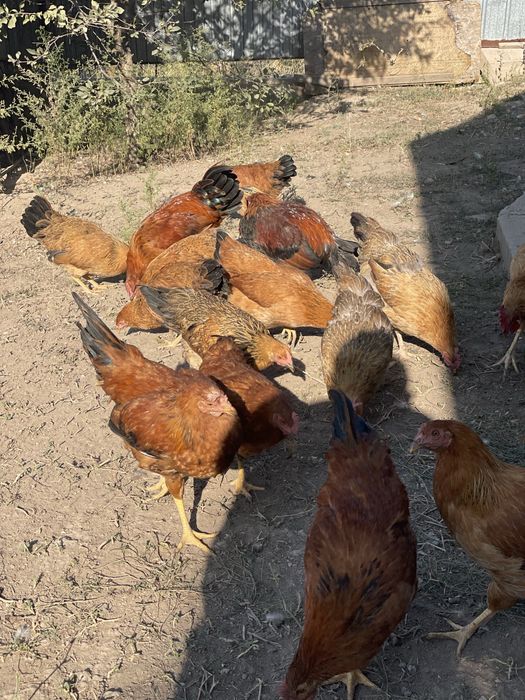 Продам кур кученских юбилейных