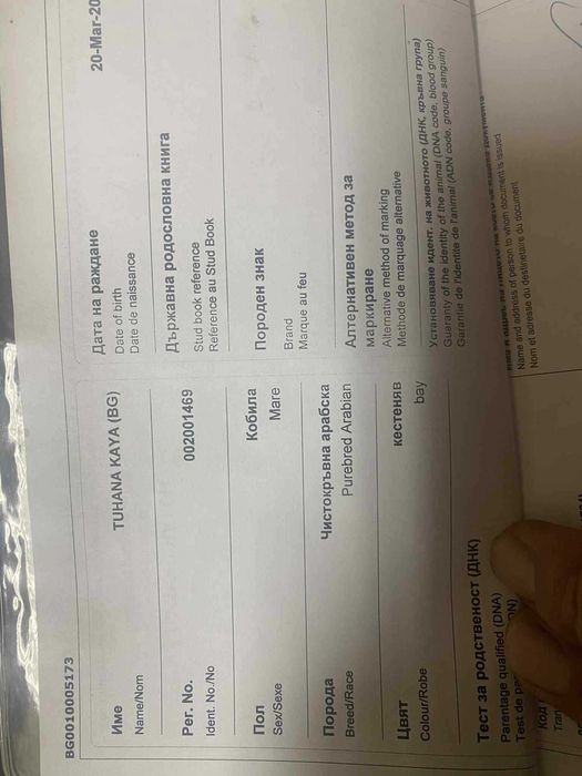 Чистокръвна Арабска кобила