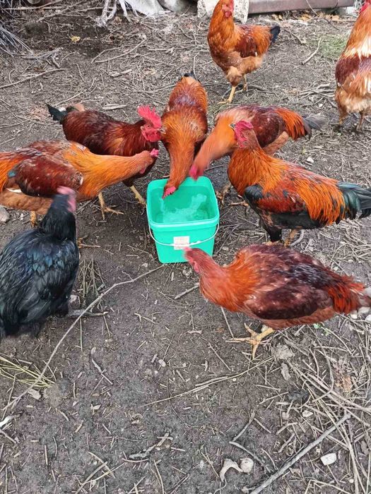 Неми Патици ( юрдечки), бели. Петли -различни породи.