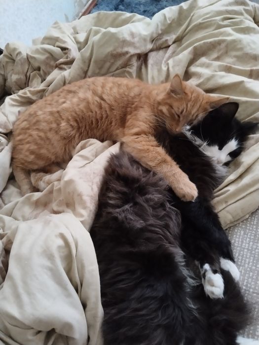 Отдаю котов бесплатно