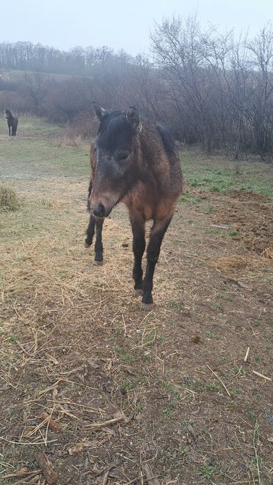 Vând două mânze  tinere