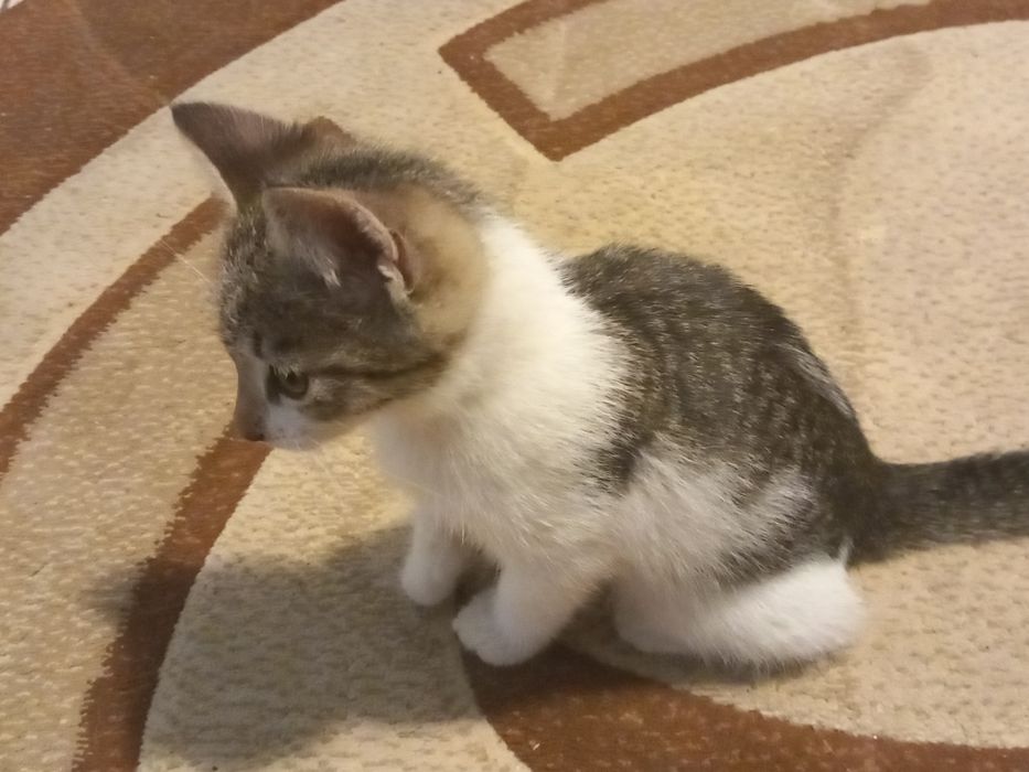 Adopție pisici (gratis)