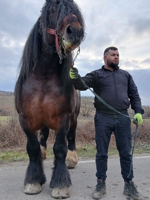 Vand sau monta armasar ardenez 1,80 inaltime