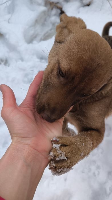 Щенок Девочка! Не на цепь, в добрые руки