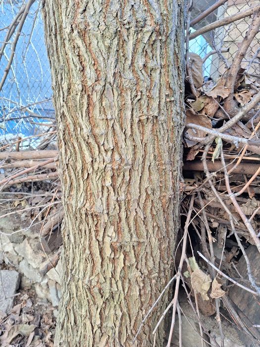 Продавам ствол от черничево дърво.