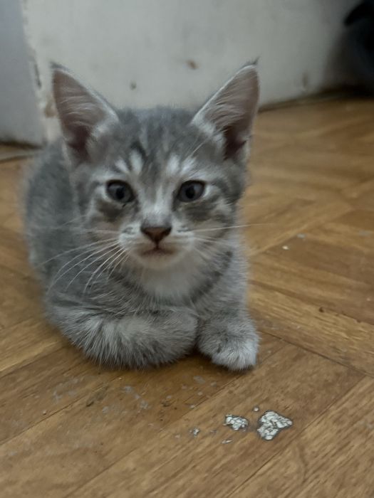 Отдам котенка