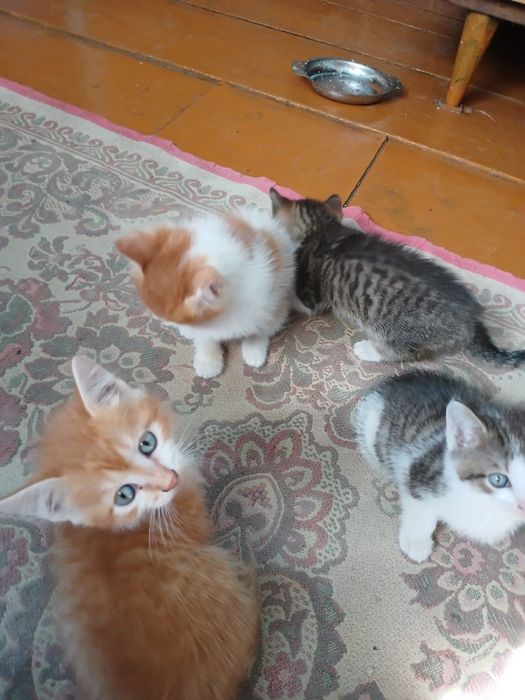 Отдам котят бесплатно