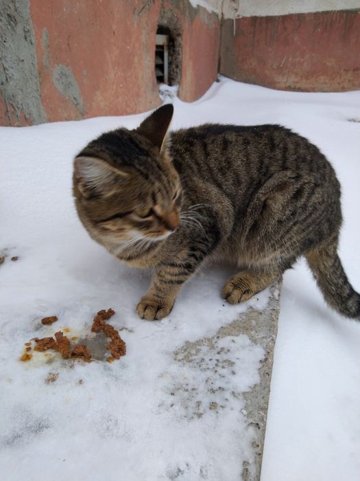 Кто потерял кота?