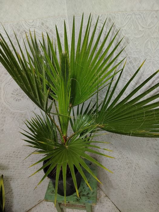 Комнатные цветы, Honaki gullar, Sotiladi