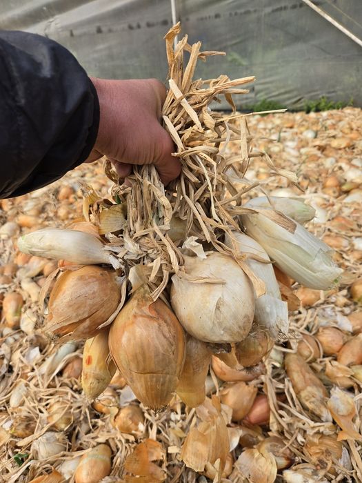 Ceapa de apa galbena si alba