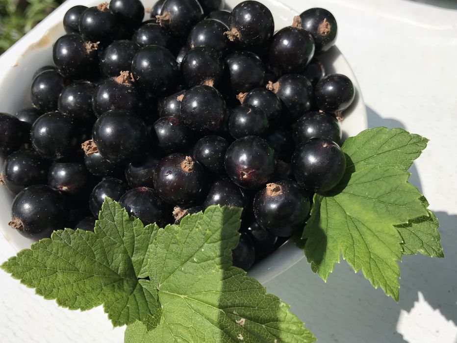 Варенье из черной смородины с сахаром