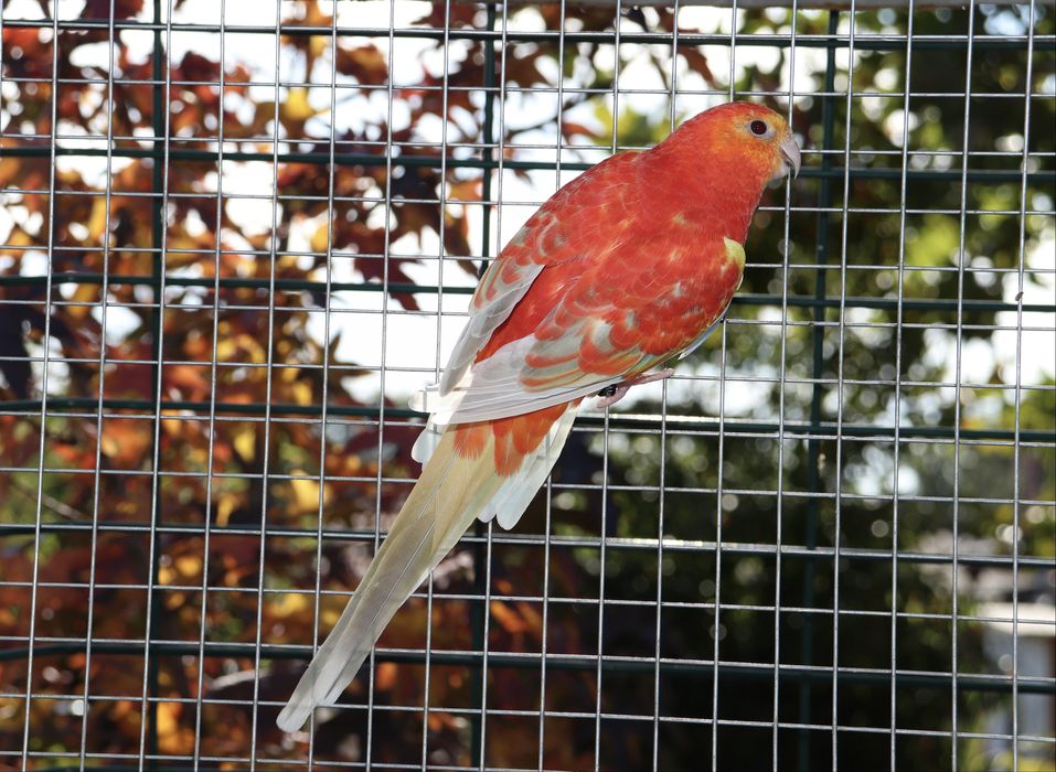 Пойни папагали Топ качество