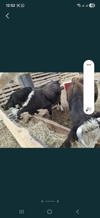 Басбақ сиыр сатылады срочно