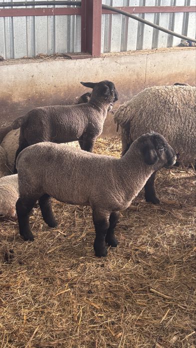 Suffolk cu varsta intre 14-16 luni