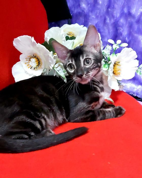 Lux Bengal cats. ЧЕРНЫЕ бенгалы