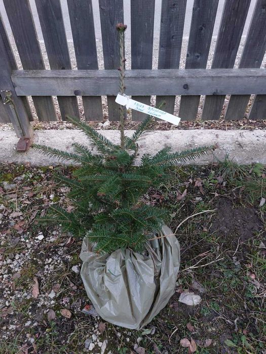 Pachet 5 buc. brazi ornamentali mixt cu balot sol-calibru 60-80 cm